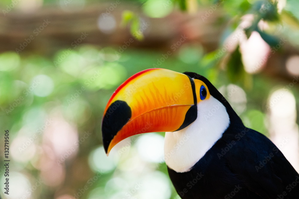 Close-up of the toco toucan Ramphastos toco. Close-up of the toco toucan Ramphastos toco.