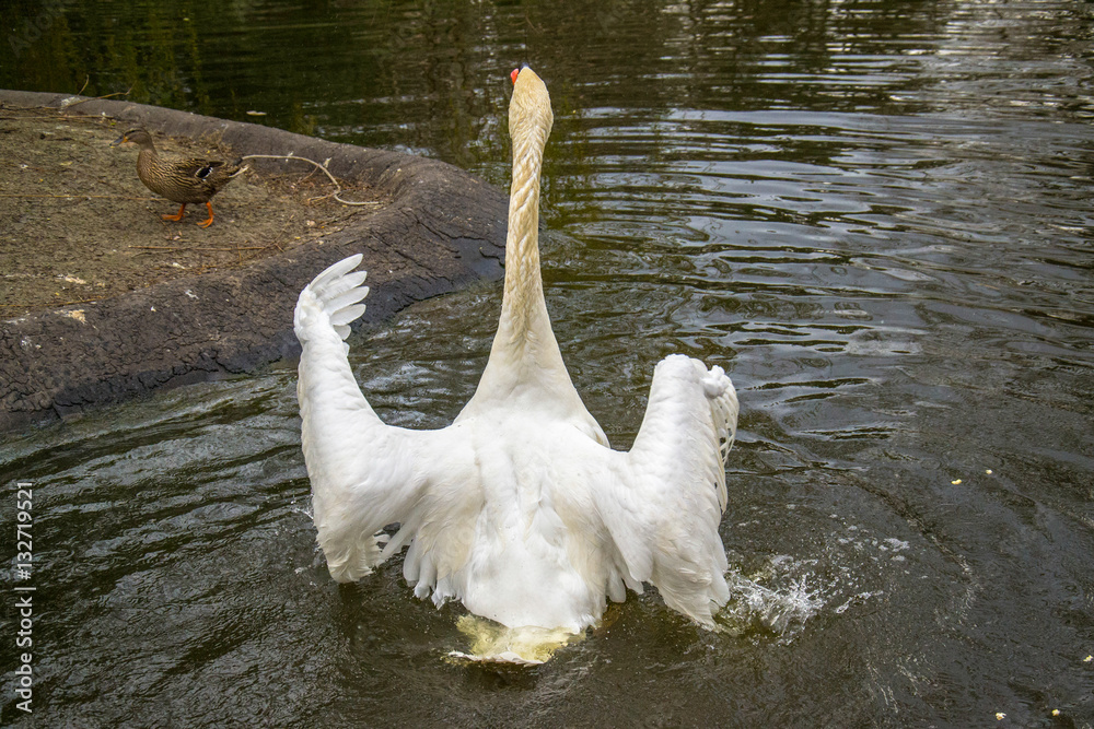 Naklejka premium Swan in water