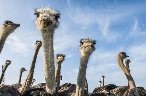 Domestic Ostrich Farming photo