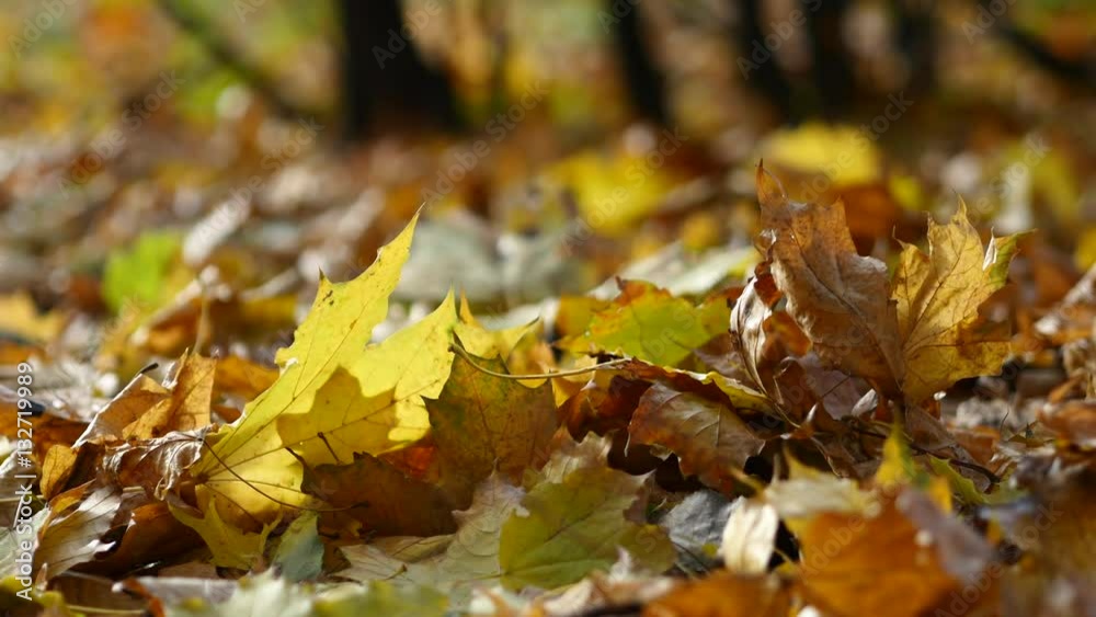 Autumn Leaves In The Wind