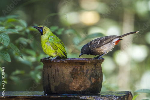 Jerdon's Leafbird and Red-vented bulbul in Minneriya national pa photo