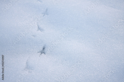 Bird tracks on white snow background in winter
