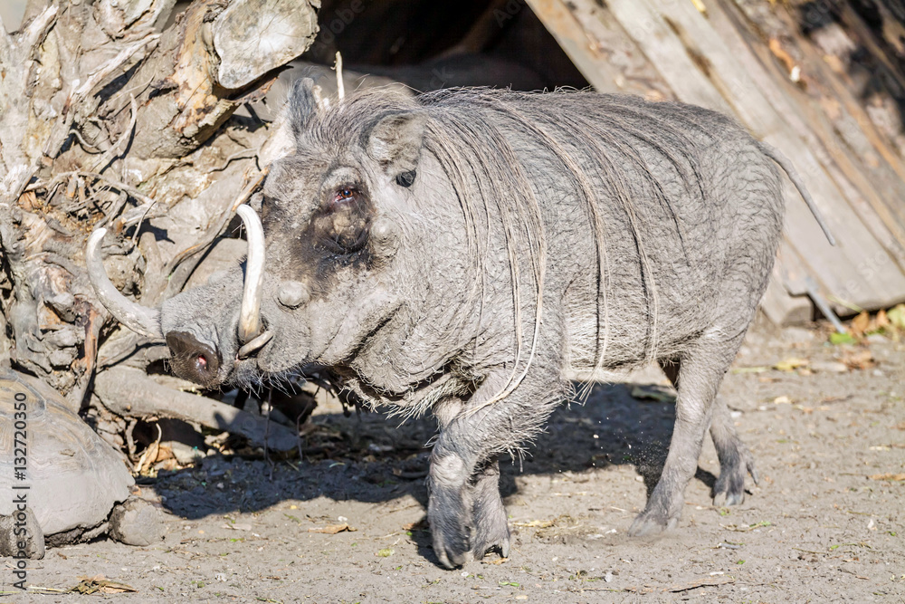 wild boar in the zoo wild boar in the zoo