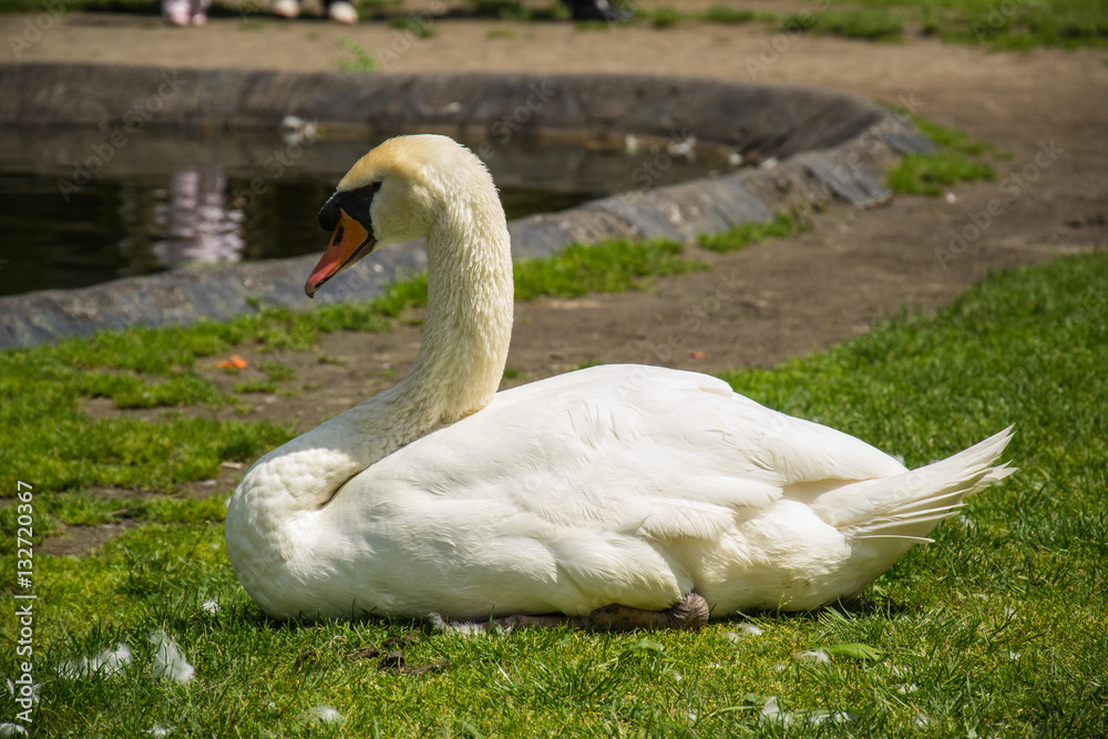 Naklejka premium Elegant Swan on the grass