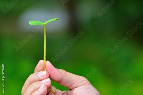 young seeding tree plant in human hand with nature background