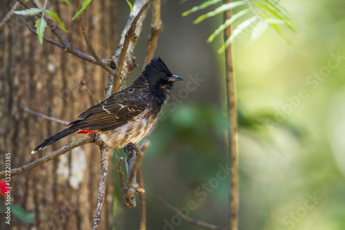 Red-vented bulbul in Minneriya national park, Sri Lanka photo