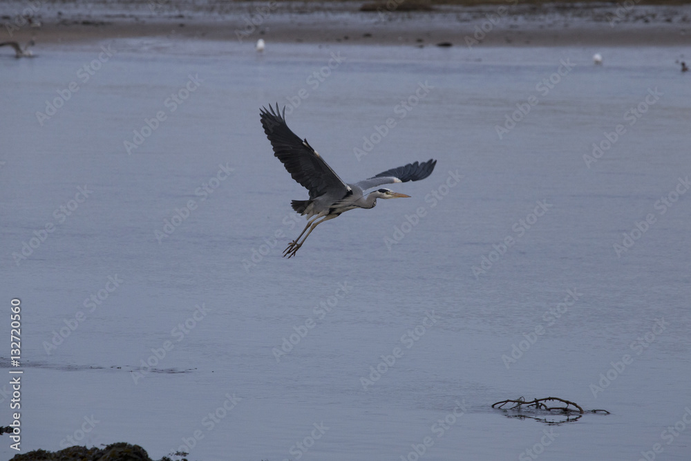 grey heron