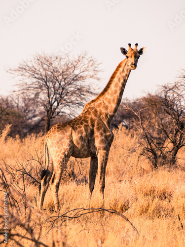 Cute adult Angolan giraffe standing and watching in savanna, Etosha National Park, Namibia, Africa