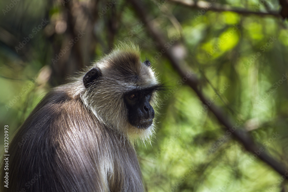 Obraz premium Tufted gray langur in Minneriya national park, Sri Lanka