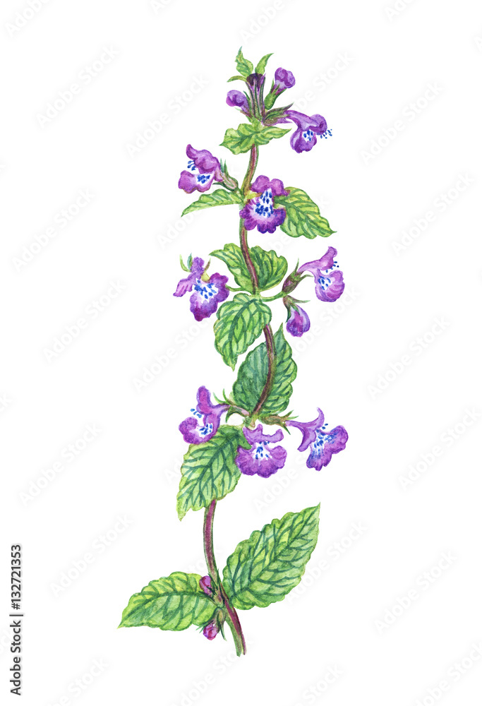 Catmint, watercolor illustration. Catmint, watercolor illustration.