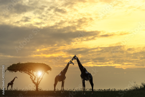 Flock of animals in safari at sunset