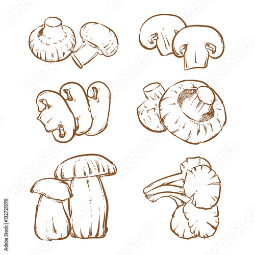 Drawing mushrooms isolated on white background. Oyster mushroom