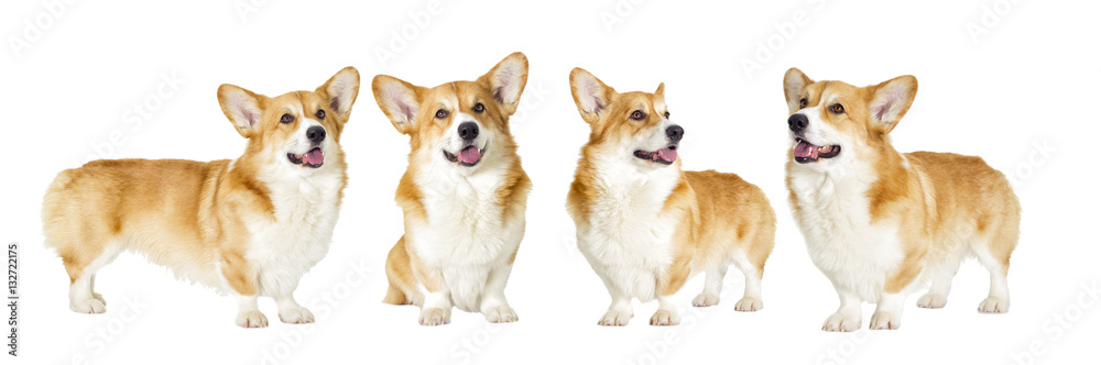 dog on a white background dog on a white background