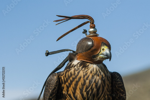 Cetrería con un halcón peregrino