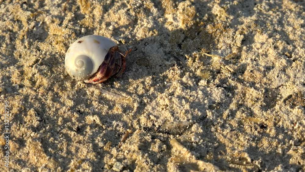 Terrestrial Hermit crab at at a sand shore. Cuba Terrestrial Hermit crab at at a sand shore. Cuba
