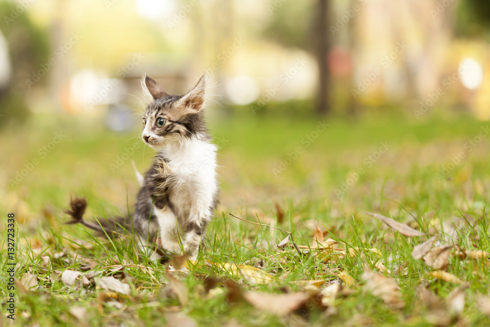 Cute Kitten sitting on green grass