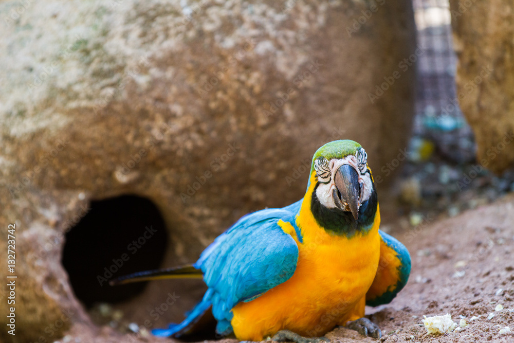 The blue-and-yellow macaw (Ara ararauna), also known as the blue-and-gold macaw