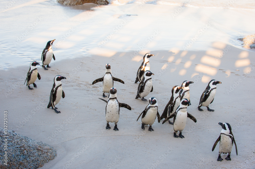 A family of penguins at the beach A family of penguins at the beach