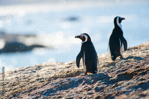 Two penguins walkgin on a rock