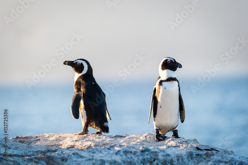 Two penguins standing in the sunshine photo