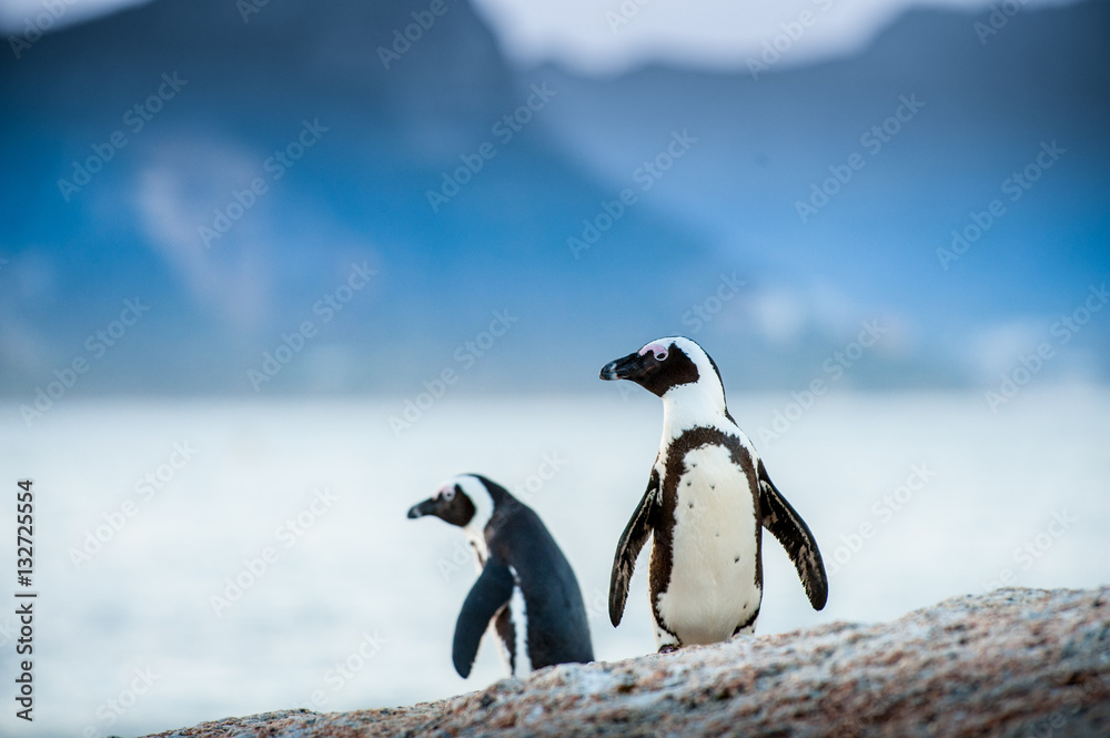 Fototapeta premium Two penguins looking out