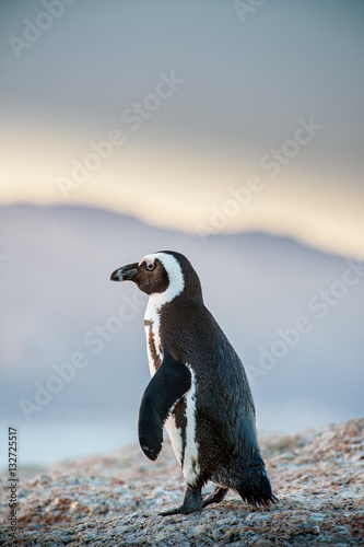 Penguin watiing