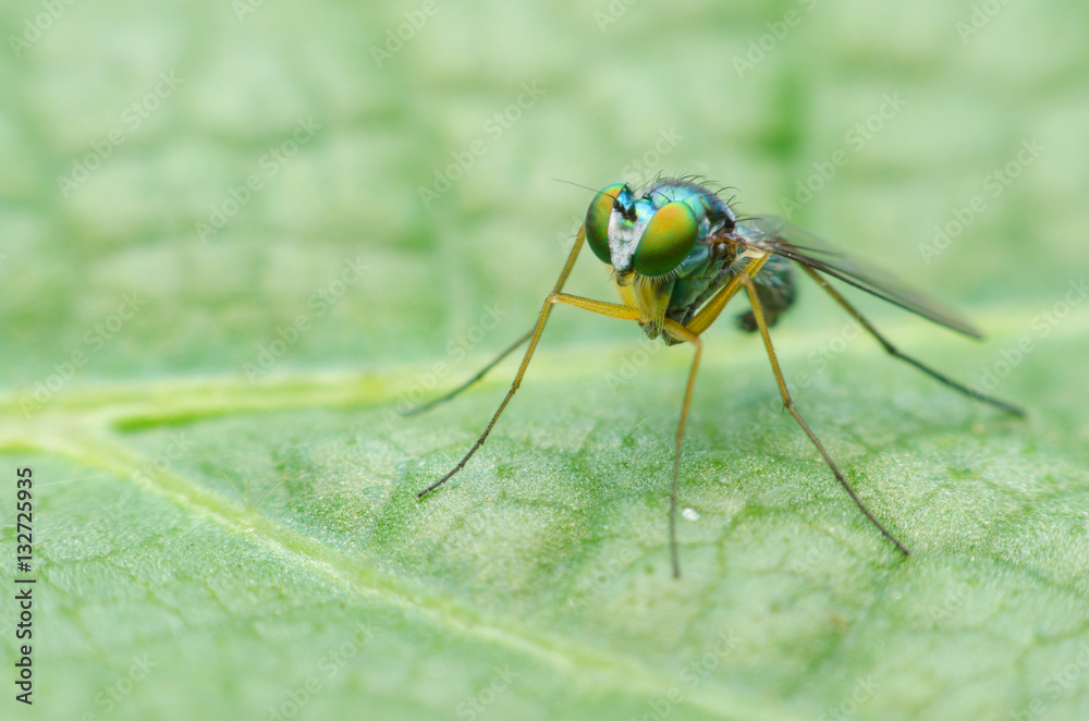 Naklejka premium long legged fly on leaf.