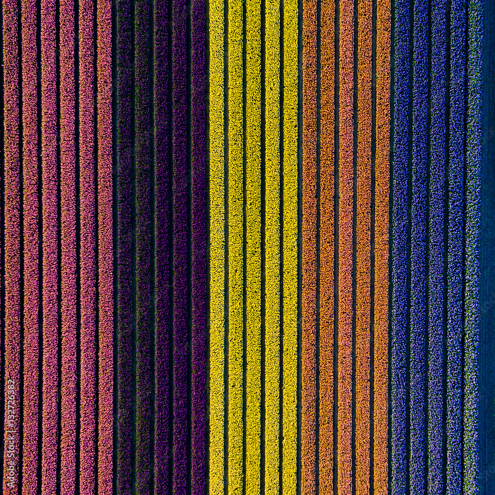 Obraz premium Bulb fields in the Netherlands