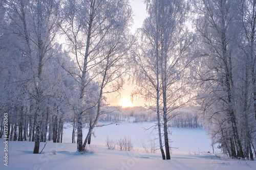 Birches in frost at sunrise