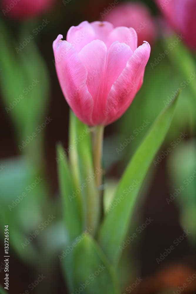 Tulips flower very beautiful view of pink tulips in the garden within landscape at the spring or summer. Tulips flower very beautiful view of pink tulips in the garden within landscape at the spring or summer.