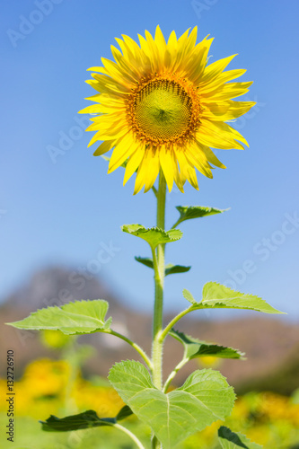 Sunflower   Sunflower facing the sun.  Bright yellow sunflower   Lopburi    Thailand