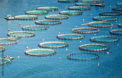 Obraz Fish farm in the sea