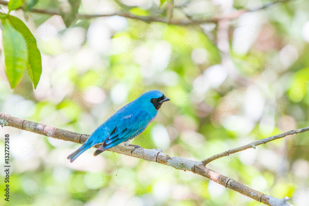 The blue dacnis (Dacnis cayana) or turquoise honeycreeper at the Iguazu Waterfalls National Park The blue dacnis (Dacnis cayana) or turquoise honeycreeper at the Iguazu Waterfalls National Park