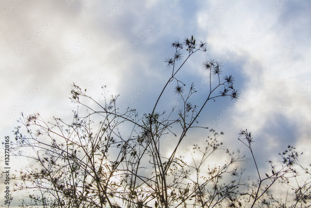 A dry weed plant, shot from below.
A dry weed plant, shot from below.