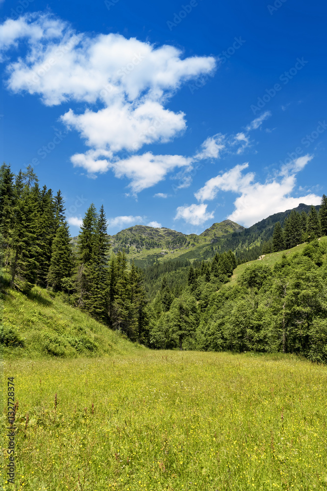 Landscape with forest mountains, Zillertal, Austria