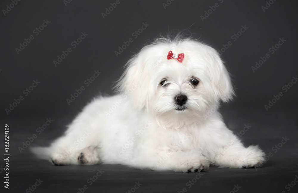 Bichon maltese portrait in studio