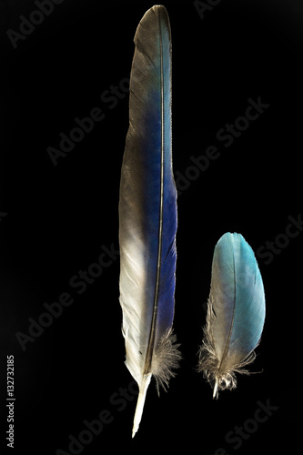 Two feathers of Purple roller Coracias noevlus photo