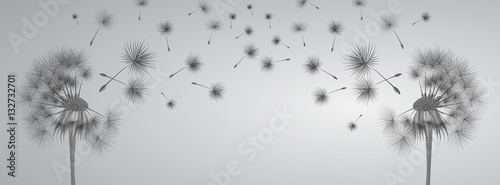 Dandelion on grey background. Flying spores. Concept of wishing, tenderness and summer time.