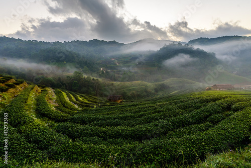 Step curve tea farm in mountain, Thailand.