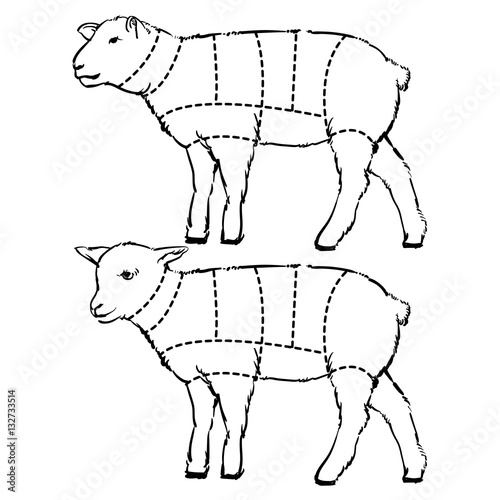 Cut of lamb set. Hand drawn outline lamb isolated on white backg