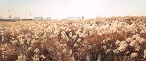 Photography Reeds field in haneul park (sky park, one of the worldcup park in Seoul