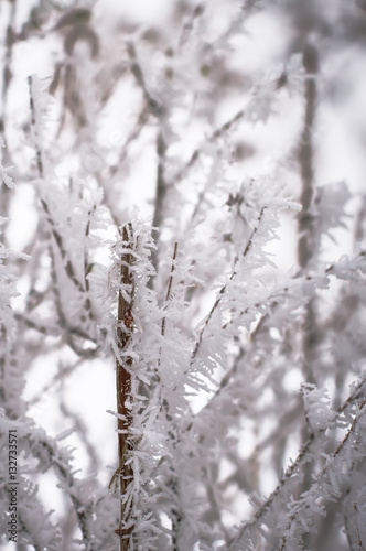 frozen branches of bushes, white frost © esbuka