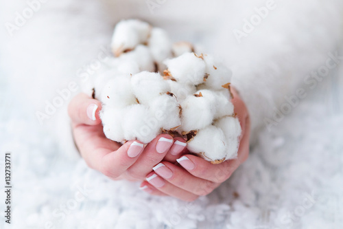 Woman cupped hands with beautiful French manicure on fingernails holding cotton flowers