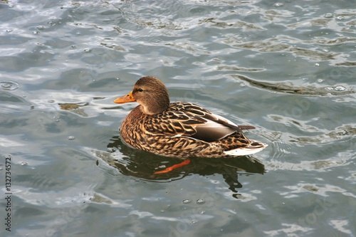 Ducs in cold water 5
