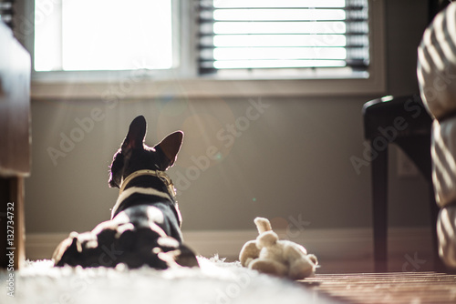 Boston Terrier by Window