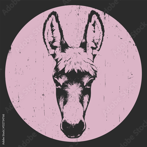 Portrait of Donkey. Hand drawn illustration. Vector