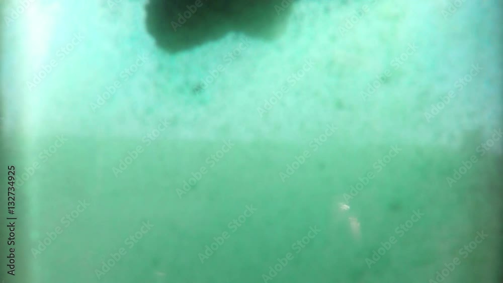 Spirulina green powder color in water Spirulina green powder color in water