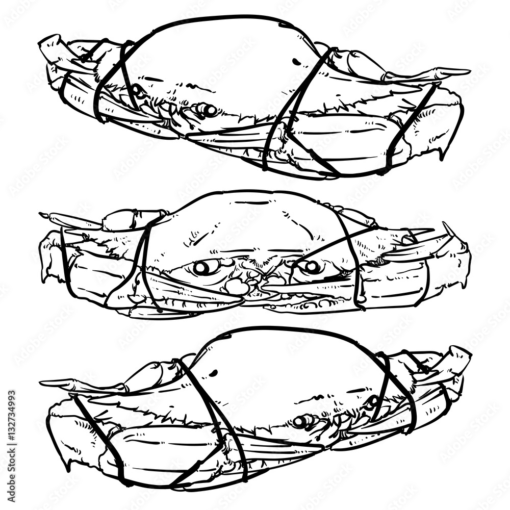 Vector crab drawing on a white background. Hand drawn monochrome Stock