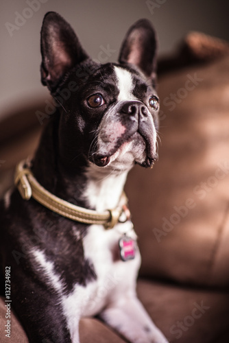 Boston Terrier by Window © Dion