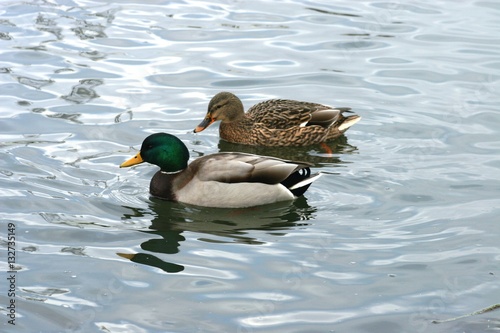 Ducs in cold water 2
